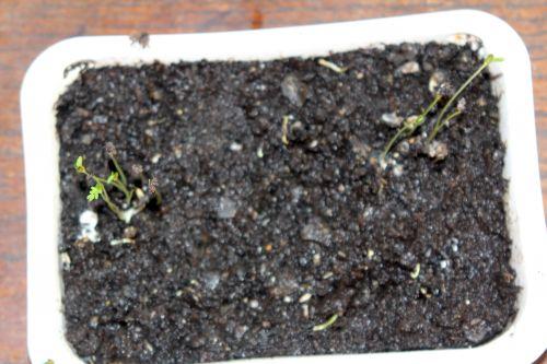 1 acacia pravissima 22 fev 2012 002.jpg