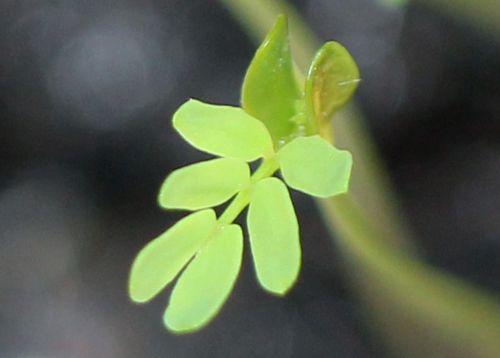 4 acacia pravissima face 22 fev 2012 009.jpg