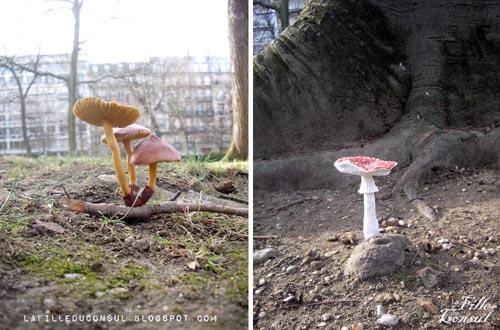 Champignons des parcs