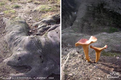 Champignons des parcs