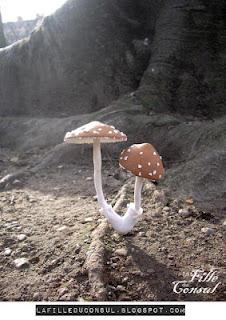 Champignons des parcs