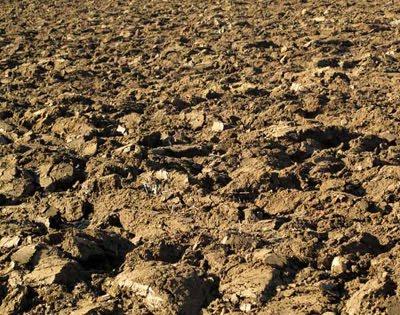 Après le froid, les champs ont bien triste mine...