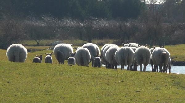 Une journée dans le marais [2]
