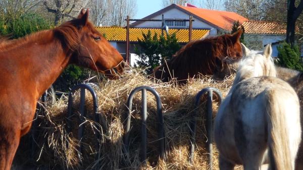 Une journée dans le marais [2]