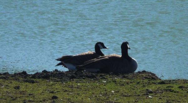Une journée dans le marais [2]