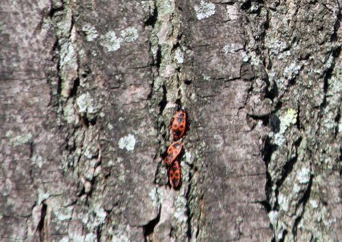 10 paris 19 fev 2012 076.jpg