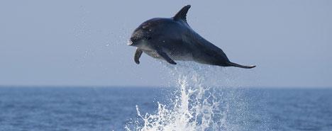 dauphin