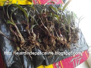 Bouture LEDEBOURIA SOCIALIS