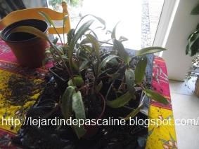 Bouture LEDEBOURIA SOCIALIS