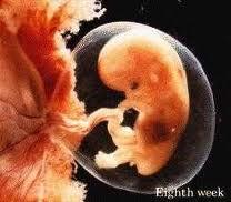 Embryon humain : vers la personnalité juridique ?