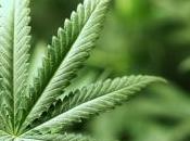 Santé cannabis aussi perturbateur endocrinien