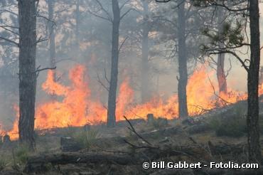 Réchauffement climatique : la menace de l'augmentation des incendies de forêts
