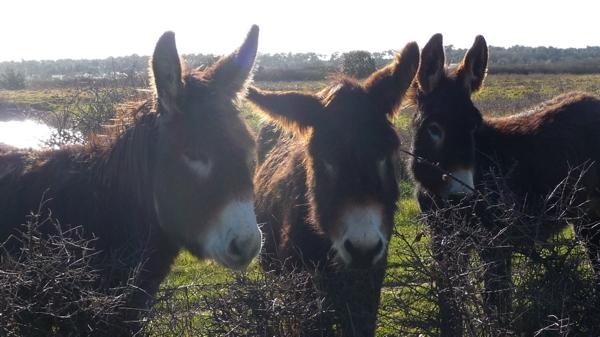 Une journée dans le marais [4]