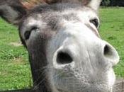 histoire d’âne, vin, morale, COUP GUEULE