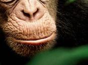 Chimpanzés, prochain film Disney Nature