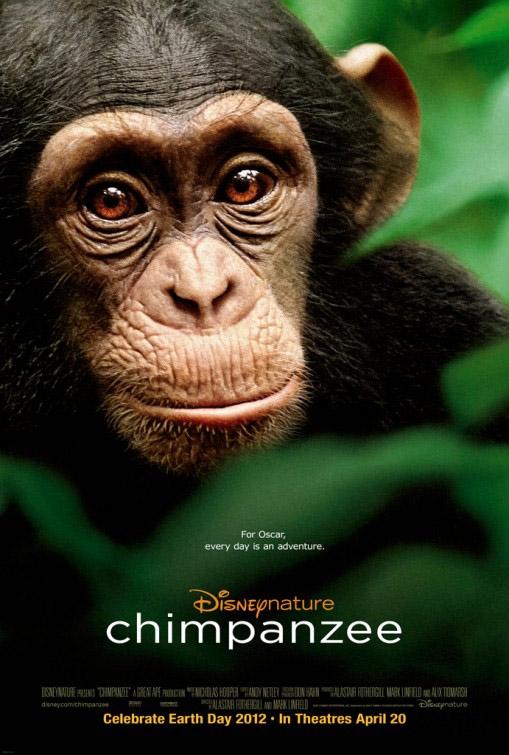 Chimpanzés, le prochain film Disney Nature