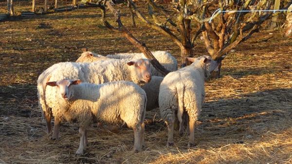 Une journée dans le marais [6]