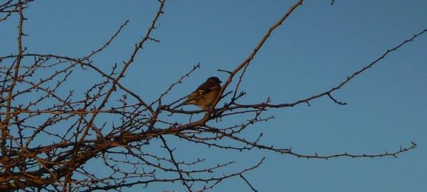 Une journée dans le marais [6]