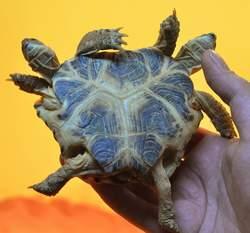 tortue2tetes6pattes1.jpg