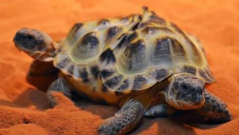 tortue2tetes6pattes.jpg