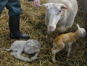 VIRUS SCHMALLENBERG: 277 exploitations touchées en France  – Ministère de l’Agriculture