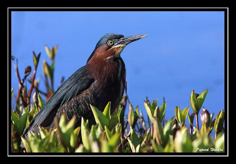 Photos – Oiseaux de Saint-Pierre et Miquelon