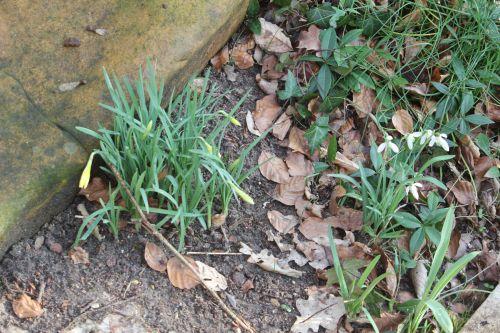 narcissus 1 veneux 25 fev 2012 007.jpg