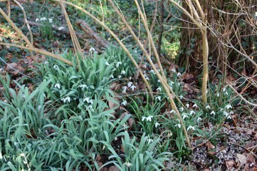 perce-neige 2 veneux 25 fev 2012 014.jpg