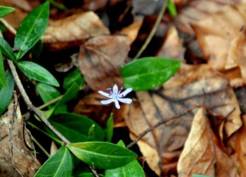 scilla bifolia 25 fev 2012 004.jpg