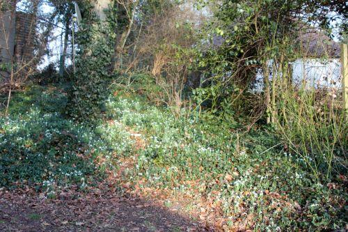 perce-neige 1 veneux 25 fev 2012 016.jpg