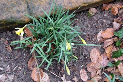 narcissus pseudo 25 fev 2012 003.jpg