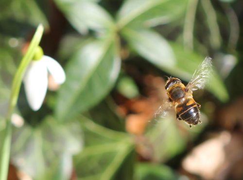 viburnum tinus 26 fev 2012 044.jpg