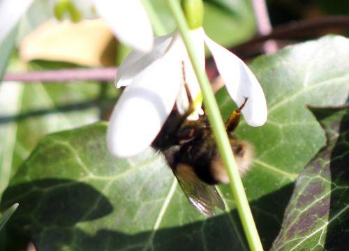 viburnum tinus 26 fev 2012 027.jpg