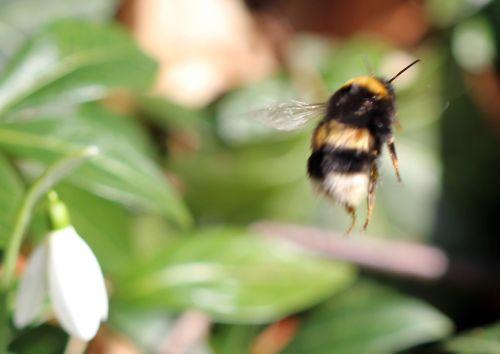 viburnum tinus 26 fev 2012 029.jpg