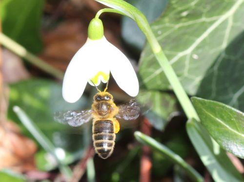 viburnum tinus 26 fev 2012 033.jpg