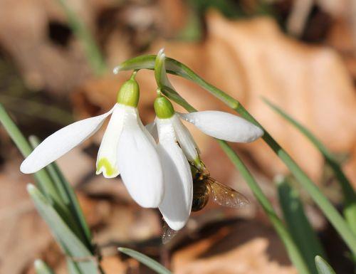 viburnum tinus 26 fev 2012 024.jpg