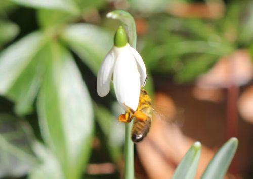 viburnum tinus 26 fev 2012 036.jpg