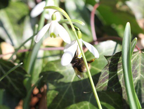 viburnum tinus 26 fev 2012 026.jpg