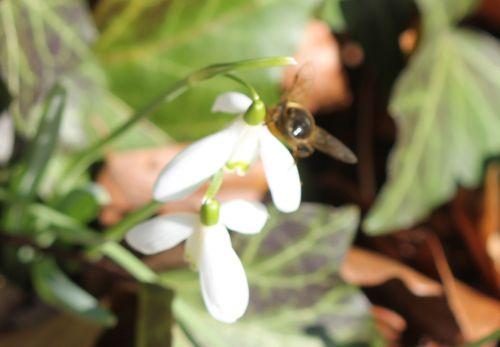 viburnum tinus 26 fev 2012 039.jpg