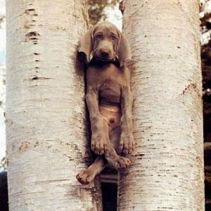 william-wegman4 Un photographe qui a du chien !!!!