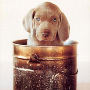 william-wegman2 Un photographe qui a du chien !!!!
