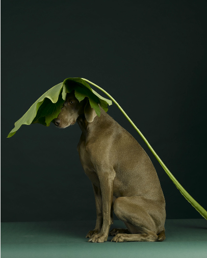 008_william-wegman_theredlist Un photographe qui a du chien !!!!