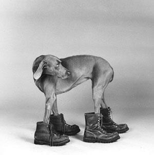 william-wegman1 Un photographe qui a du chien !!!!