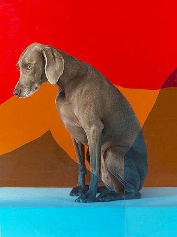 011_william-wegman_theredlist Un photographe qui a du chien !!!!
