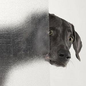 william-wegman3 Un photographe qui a du chien !!!!