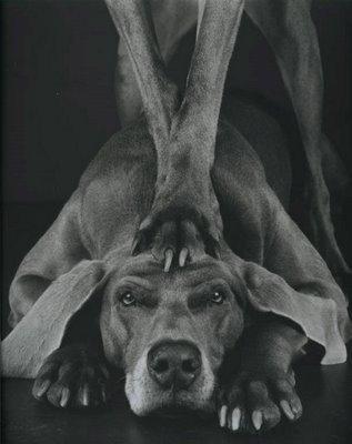 william-wegman-and-weimaraner-gallery-1 Un photographe qui a du chien !!!!