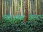 relations sylvestres