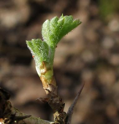Premières claudinettes (Leucojum vernum, Nivéole de printemps)