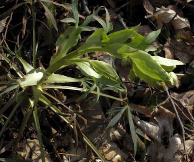 Premières claudinettes (Leucojum vernum, Nivéole de printemps)
