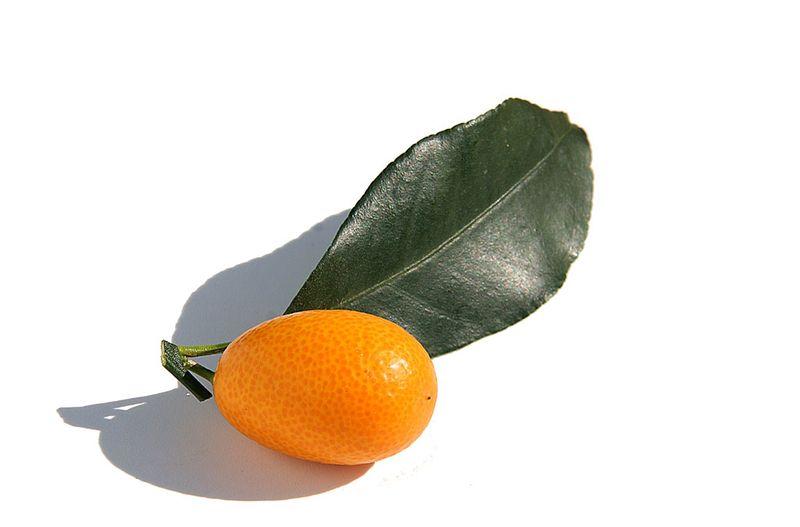 Kumquat sec - Paperblog